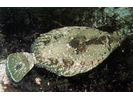 C-O Sole - Righteye Flounder<br>(<i>Pleuronichthys coenosus</i>)