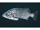 Blue Rockfish - generic ID - Scorpionfish<br>(<i>Sebastes mystinus/diaconus</i>)