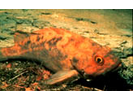 Brown Rockfish - Scorpionfish<br>(<i>Sebastes auriculatus</i>)