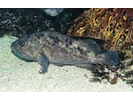Grass Rockfish - Scorpionfish<br>(<i>Sebastes rastrelliger</i>)