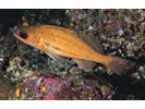 Puget Sound Rockfish - Scorpionfish<br>(<i>Sebastes emphaeus</i>)