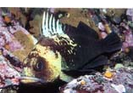 Quillback Rockfish - Scorpionfish<br>(<i>Sebastes maliger</i>)