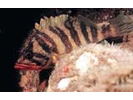 Treefish - Scorpionfish<br>(<i>Sebastes serriceps</i>)