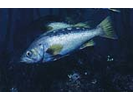 Yellowtail Rockfish - Scorpionfish<br>(<i>Sebastes flavidus</i>)