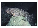 California Scorpionfish - Scorpionfish<br>(<i>Scorpaena guttata</i>)