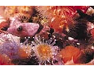 Coralline Sculpin - Sculpin<br>(<i>Artedius corallinus</i>)