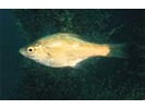 Kelp Perch - Surfperch<br>(<i>Brachyistius frenatus</i>)