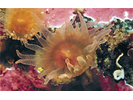 Orange Cup Coral - Cnidarians<br>(<i>Balanophyllia elegans</i>)