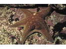 Leather Star - Echinoderms<br>(<i>Dermasterias imbricata</i>)