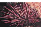 Red Sea Urchin - Echinoderms<br>(<i>Mesocentrotus franciscanus</i>)