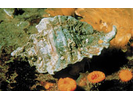 Leafy Hornmouth - Mollusks<br>(<i>Ceratostoma foliatum</i>)