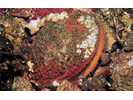 Rock Scallop - Mollusks<br>(<i>Crassadoma gigantea</i>)