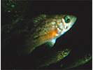 Juvenile (YOY) Rockfish - Unidentified - Scorpionfish<br>(<i>Sebastes sp. (YOY)</i>)