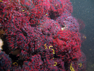 Northern Feather Duster Worm - Annelids<br>(<i>Eudistylia vancouveri</i>)