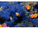 Cobalt Sponge - Poriferans<br>(<i>Hymenamphiastra cyanocrypta</i>)