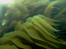 Giant Kelp - Algae<br>(<i>Macrocystis integrifolia / pyrifera</i>)