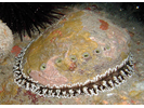 Green Abalone - Mollusks<br>(<i>Haliotis fulgens</i>)
