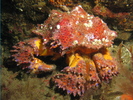 Puget Sound King Crab - Arthropods<br>(<i>Echidnocerus cibarius</i>)