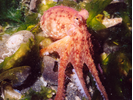 Red Octopus - Mollusks<br>(<i>Octopus rubescens</i>)