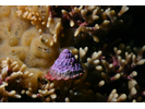 Red Turban Snail - Mollusks<br>(<i>Lithopoma gibberosum</i>)