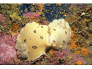 San Diego Dorid / Leopard Dorid - Mollusks<br>(<i>Diaulula sandiegensis / odonoghuei</i>)