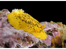 Sea Lemon - Mollusks<br>(<i>Peltodoris nobilis</i>)