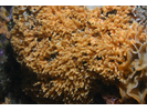 Southern Staghorn Bryozoan - Bryozoans<br>(<i>Diaperoforma californica</i>)