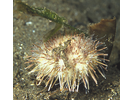 White Urchin - Echinoderms<br>(<i>Lytechinus anamesus</i>)